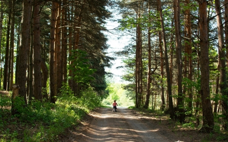 Forest Road - road, trees, forest, nature