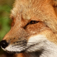 Red Fox