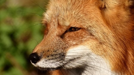 Red Fox - Firefox theme, nature, fox, Firefox, wild