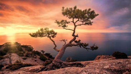 Coastal Sunset - clouds, water, cliff, colors, tree, sky