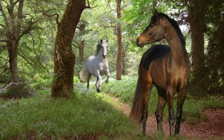 Waiting - Trees, Animals, Waiting, Forest, Brown, White, Horses