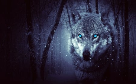 Blue Eyes - wolf, blue eyes, trees, animals