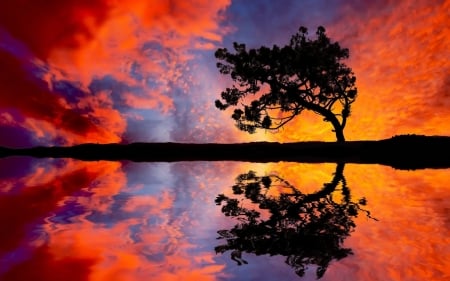 Reflecting Lonely Tree - nature, lake, sky, reflection, water, tree, sunset