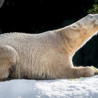 Polar Bear