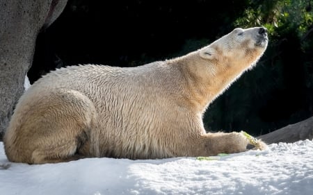 Polar Bear - bears, animals, nature, polar bears