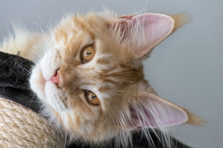 Cat - animal, pisica, maine coon, face, cat