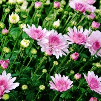 Pink Flower Green Leaves