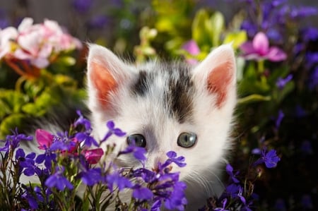 kitten - animal, flowers, cute, cat