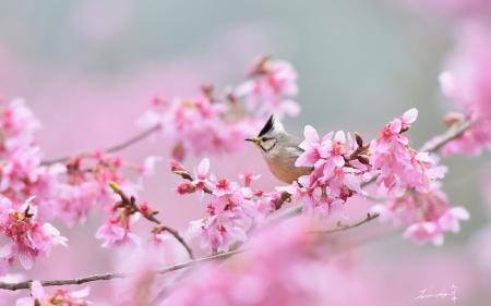 Little Bird - branches, flowers, sakura, bird