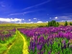 Field of Lupines