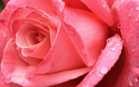 Rose - flower, pink, rose, skin