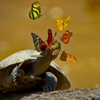 A Yellow spotted River Turtle