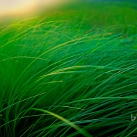 Grass Of A Lakeside Sedge Meadow Moose Lake Minnesota