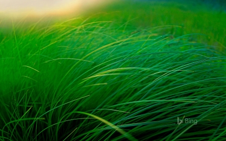 Grass Of A Lakeside Sedge Meadow Moose Lake Minnesota - Moose, Meadow, Of, Sedge, Lake, A, Grass, US, Lakeside, Minnesota