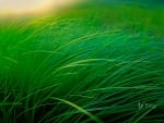 Grass Of A Lakeside Sedge Meadow Moose Lake Minnesota