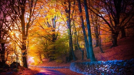 Autumn Forest - fall, trees, nature, autumn, lights, road, leaves