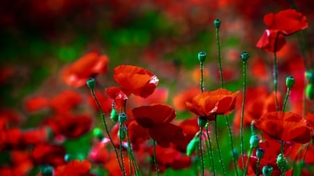 Red - flower, nature, beautifu, red