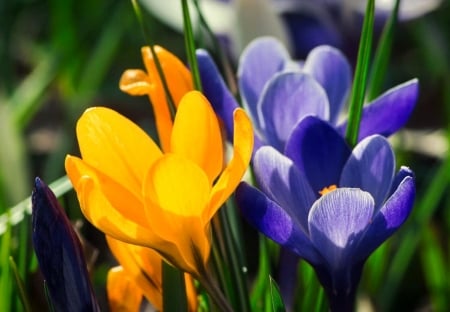 Spring colors - yellow, blue, flower, spring