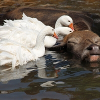 Water buffalo wash and brush up