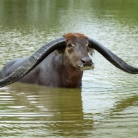 Water buffalo resting