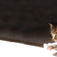 Hello!
