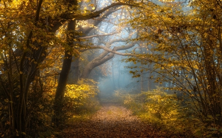 Forest - nature, landscape, trees, forest, leaves, path