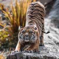 Stretching Tiger