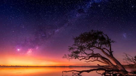 Starry Night With Tree - nature, horizon, sky, landscape, dawn, tree, afterglow, starry