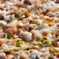 Shells Beach