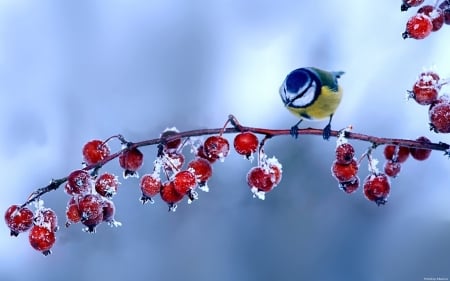 Little. Bird - Barriers, Snow, Branch, Drops