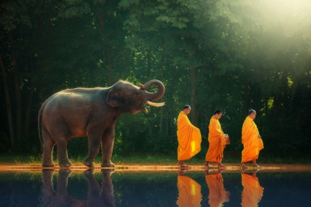 :) - animal, water, elephant, monk, orange, reflection