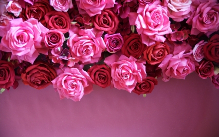 Roses - pink, red, card, rose, flower