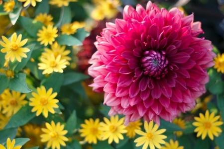 Pink - garden, yellow, flower, pink