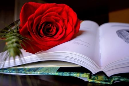 love memories - love, book, rose, red