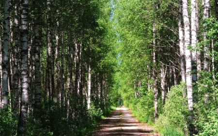 Birch Forest in Latvia - road, Latvia, birches, forest