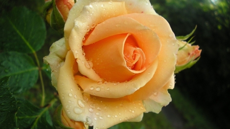 Orange rose - rose, flower, orange, garden