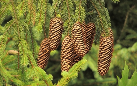 Cones - forest, cones, nature, tree