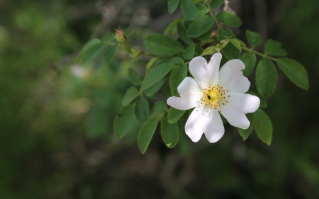 Wilde Rose - rose, white, flower, wild