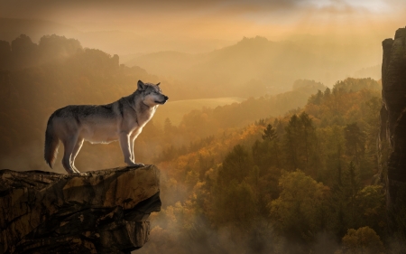 Wolf - rock, forest, wolf, animal, landscape, nature