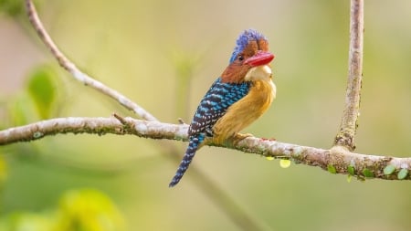 Bird - bird, colorful, pasare, branch