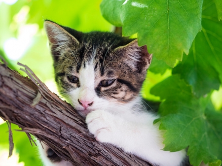 kitten - animal, tree, pet, resting, outdoor