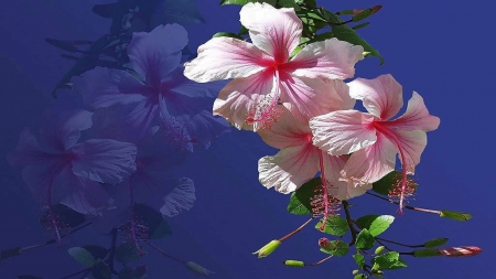 hibiscus - hibiscus, art, flowers, photography