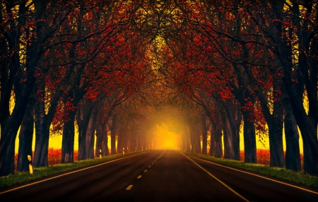 Road with autumn. trees - autumn, evening, trees, roadside