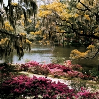 Middleton Gardens South Carolina