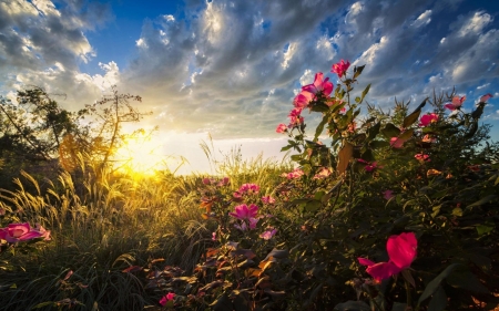 Beautiful Sunrise - morning, nature, sky, clouds, sun, sunrise, lights, wildflowers