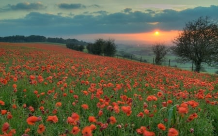 Sunset Over The Poppies Field