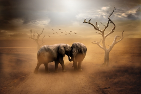 Elephants - elephant, couple, animal, fantasy, bird