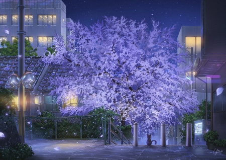 Spring - niko p, anime, blue, blossom, spring, night, flower, tree, manga