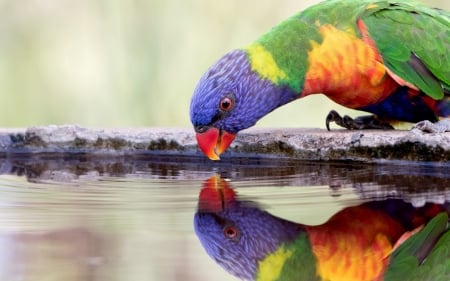 Parrot - bird, colorful, papagal, water, summer, pasare, parrot, vara