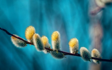 Spring - bud, spring, yellow, blue